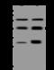 Protein Phosphatase, Mg2+/Mn2+ Dependent 1A antibody, 12984-T60, Sino Biological, Western Blot image 