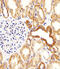 BCL2 Like 11 antibody, MBS9204938, MyBioSource, Immunohistochemistry frozen image 