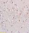 Nociceptin receptor antibody, orb11143, Biorbyt, Immunohistochemistry paraffin image 