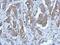 Purinergic Receptor P2X 2 antibody, PA5-31318, Invitrogen Antibodies, Immunohistochemistry frozen image 