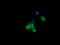 Cancer/Testis Antigen 1B antibody, LS-C174394, Lifespan Biosciences, Immunofluorescence image 