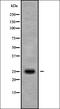 Mitochondrially Encoded ATP Synthase Membrane Subunit 6 antibody, orb338033, Biorbyt, Western Blot image 
