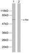 REL Proto-Oncogene, NF-KB Subunit antibody, PA5-38147, Invitrogen Antibodies, Western Blot image 