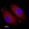 Heat Shock Protein Family B (Small) Member 1 antibody, ab5579, Abcam, Immunofluorescence image 