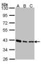 SEC13 Homolog, Nuclear Pore And COPII Coat Complex Component antibody, TA308045, Origene, Western Blot image 