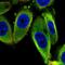 Iron-sulfur cluster assembly enzyme ISCU, mitochondrial antibody, NBP2-38420, Novus Biologicals, Immunofluorescence image 