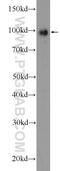 TTK Protein Kinase antibody, 10381-1-AP, Proteintech Group, Western Blot image 