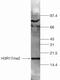 Di-Methyl-Histone H3 antibody, 49-1021, Invitrogen Antibodies, Western Blot image 