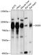 Sorting nexin-9 antibody, GTX66045, GeneTex, Western Blot image 