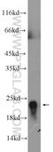 Platelet glycoprotein IX antibody, 14564-1-AP, Proteintech Group, Western Blot image 