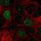 E2F Transcription Factor 8 antibody, NBP2-57373, Novus Biologicals, Immunofluorescence image 