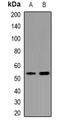 POU Class 5 Homeobox 1 antibody, orb382660, Biorbyt, Western Blot image 
