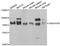 Ubiquitin-associated and SH3 domain-containing protein B antibody, orb247829, Biorbyt, Western Blot image 