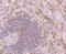 Calpain 1 antibody, NBP2-76952, Novus Biologicals, Immunohistochemistry frozen image 