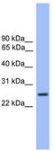 GOS-28 antibody, TA342639, Origene, Western Blot image 