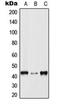 p38 antibody, orb216073, Biorbyt, Western Blot image 