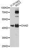 Chondroadherin antibody, LS-C749963, Lifespan Biosciences, Western Blot image 