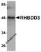 Rhomboid domain-containing protein 3 antibody, 5529, ProSci, Western Blot image 