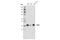 GSF antibody, 5679S, Cell Signaling Technology, Western Blot image 