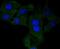 Nerve Growth Factor antibody, NBP2-67406, Novus Biologicals, Immunocytochemistry image 