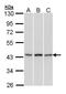 Histone-lysine N-methyltransferase SUV39H1 antibody, PA5-29470, Invitrogen Antibodies, Western Blot image 