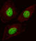 Forkhead Box N3 antibody, abx030885, Abbexa, Western Blot image 