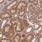 Unconventional SNARE In The ER 1 antibody, HPA047562, Atlas Antibodies, Immunohistochemistry frozen image 
