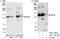 Serine/threonine-protein kinase Nek9 antibody, A301-139A, Bethyl Labs, Western Blot image 