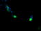 VPS28 Subunit Of ESCRT-I antibody, LS-C799443, Lifespan Biosciences, Immunofluorescence image 