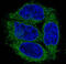 Keratin 7 antibody, M02416-2, Boster Biological Technology, Immunofluorescence image 