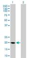 FMO9P antibody, H00116123-B01P, Novus Biologicals, Western Blot image 