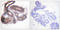 Histone Deacetylase 3 antibody, LS-C117905, Lifespan Biosciences, Immunohistochemistry paraffin image 