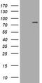 Leucine Rich Repeats And Calponin Homology Domain Containing 4 antibody, TA505246, Origene, Western Blot image 