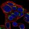 Solute Carrier Family 35 Member D2 antibody, PA5-64148, Invitrogen Antibodies, Immunofluorescence image 