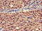 Stomatin Like 3 antibody, CSB-PA844707LA01HU, Cusabio, Immunohistochemistry paraffin image 