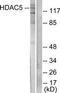Histone deacetylase 5 antibody, TA315005, Origene, Western Blot image 