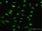 Nuclear Factor Of Activated T Cells 2 Interacting Protein antibody, H00084901-D01P, Novus Biologicals, Immunofluorescence image 
