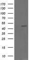 CgA antibody, TA506121, Origene, Western Blot image 