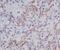 CIG antibody, M00564-1, Boster Biological Technology, Immunohistochemistry paraffin image 