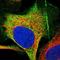 Neuronal Calcium Sensor 1 antibody, NBP1-89820, Novus Biologicals, Immunocytochemistry image 