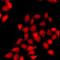 Cell Division Cycle 45 antibody, LS-C668169, Lifespan Biosciences, Immunofluorescence image 