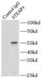 Metalloreductase STEAP4 antibody, FNab08319, FineTest, Immunoprecipitation image 