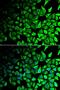 Eukaryotic Translation Termination Factor 1 antibody, orb373308, Biorbyt, Immunofluorescence image 