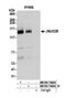 Lysine-specific demethylase 4B antibody, NB100-74604, Novus Biologicals, Western Blot image 