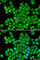 Dehydrogenase/Reductase 9 antibody, A6324, ABclonal Technology, Immunofluorescence image 