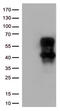 Hepatitis A Virus Cellular Receptor 2 antibody, TA812584, Origene, Western Blot image 