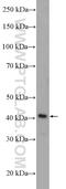 Septin 1 antibody, 11370-1-AP, Proteintech Group, Western Blot image 