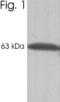 Calsequestrin-1 antibody, MA3-913, Invitrogen Antibodies, Western Blot image 