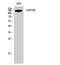 Ubiquitin Specific Peptidase 40 antibody, A13619-2, Boster Biological Technology, Western Blot image 