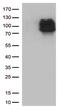 Interferon Lambda Receptor 1 antibody, TA812608, Origene, Western Blot image 